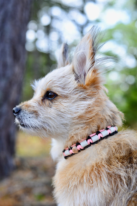 DJURHALSBAND - GLOW IN THE DARK