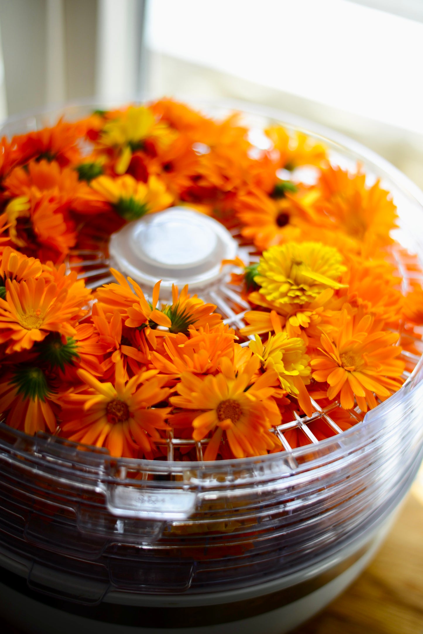 Torkade Ringblommor – 50 g