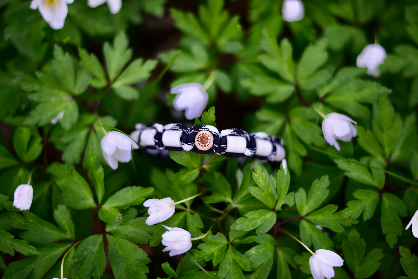 DJURHALSBAND - LAKRITS