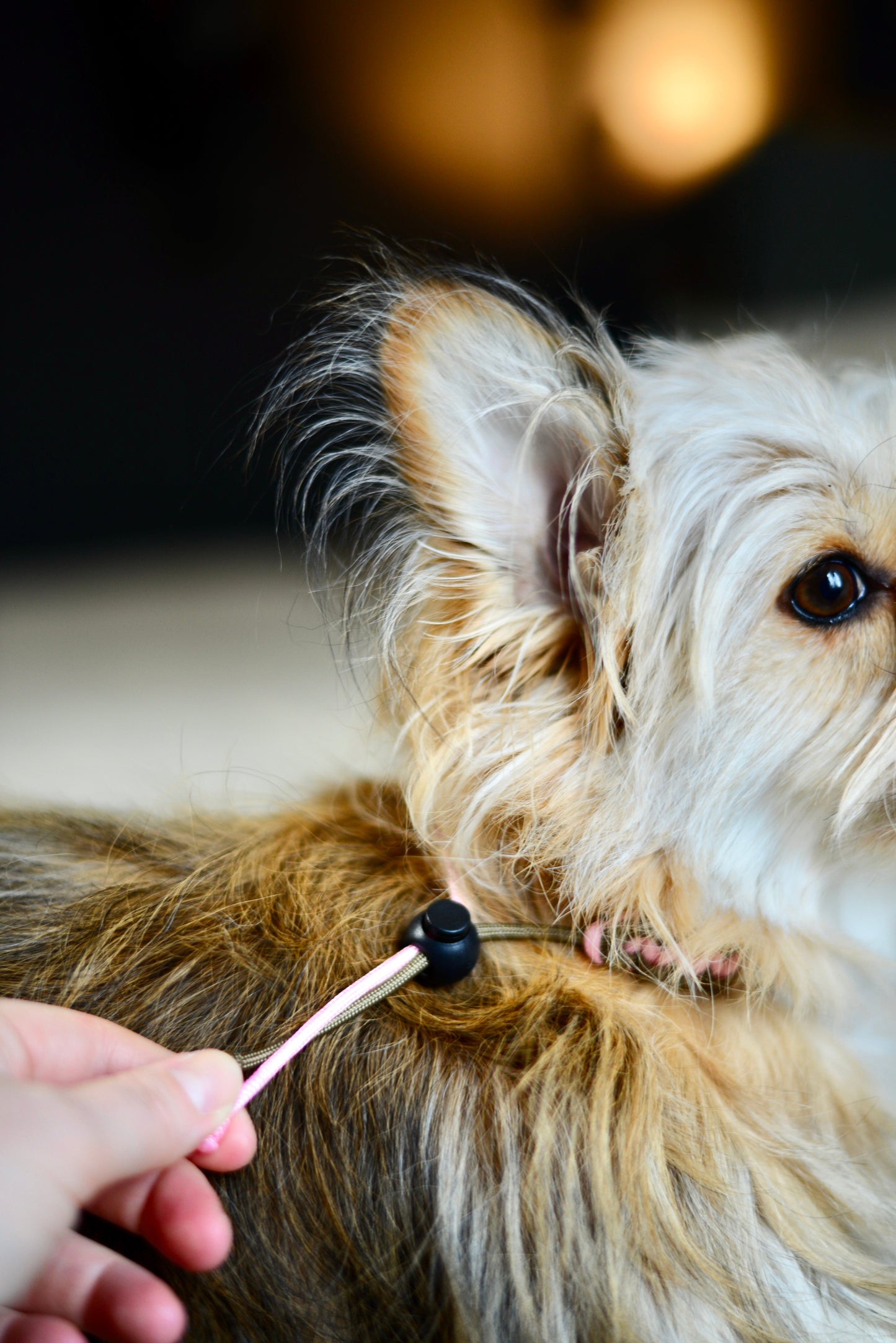 DJURHALSBAND - MARINBLÅ/VIT