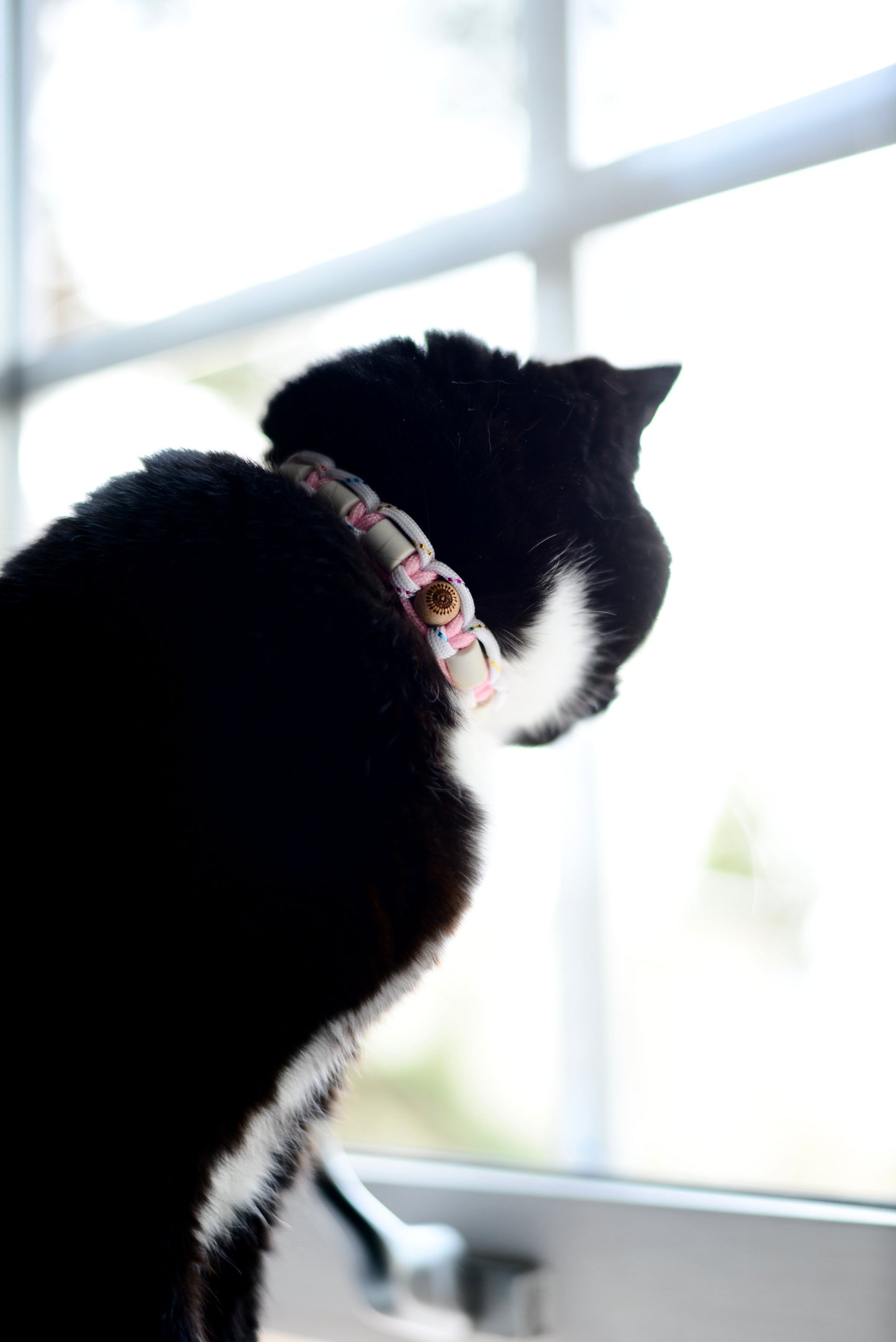 DJURHALSBAND ROSA/SVART