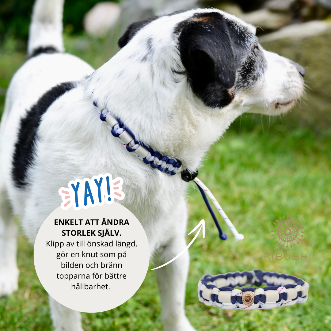 DJURHALSBAND - MARINBLÅ/GULD