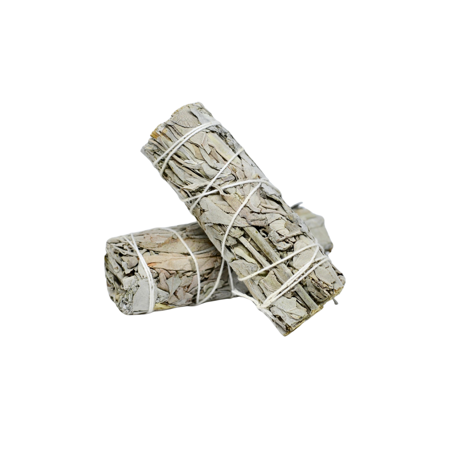 Salvia