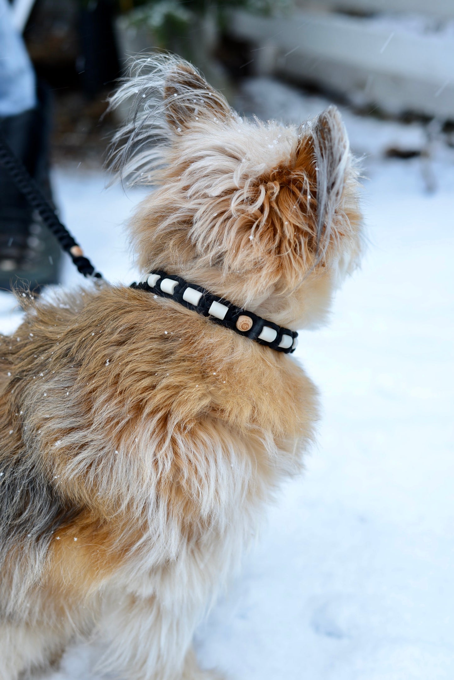 Djurhalsband med D-ring – Classic Black