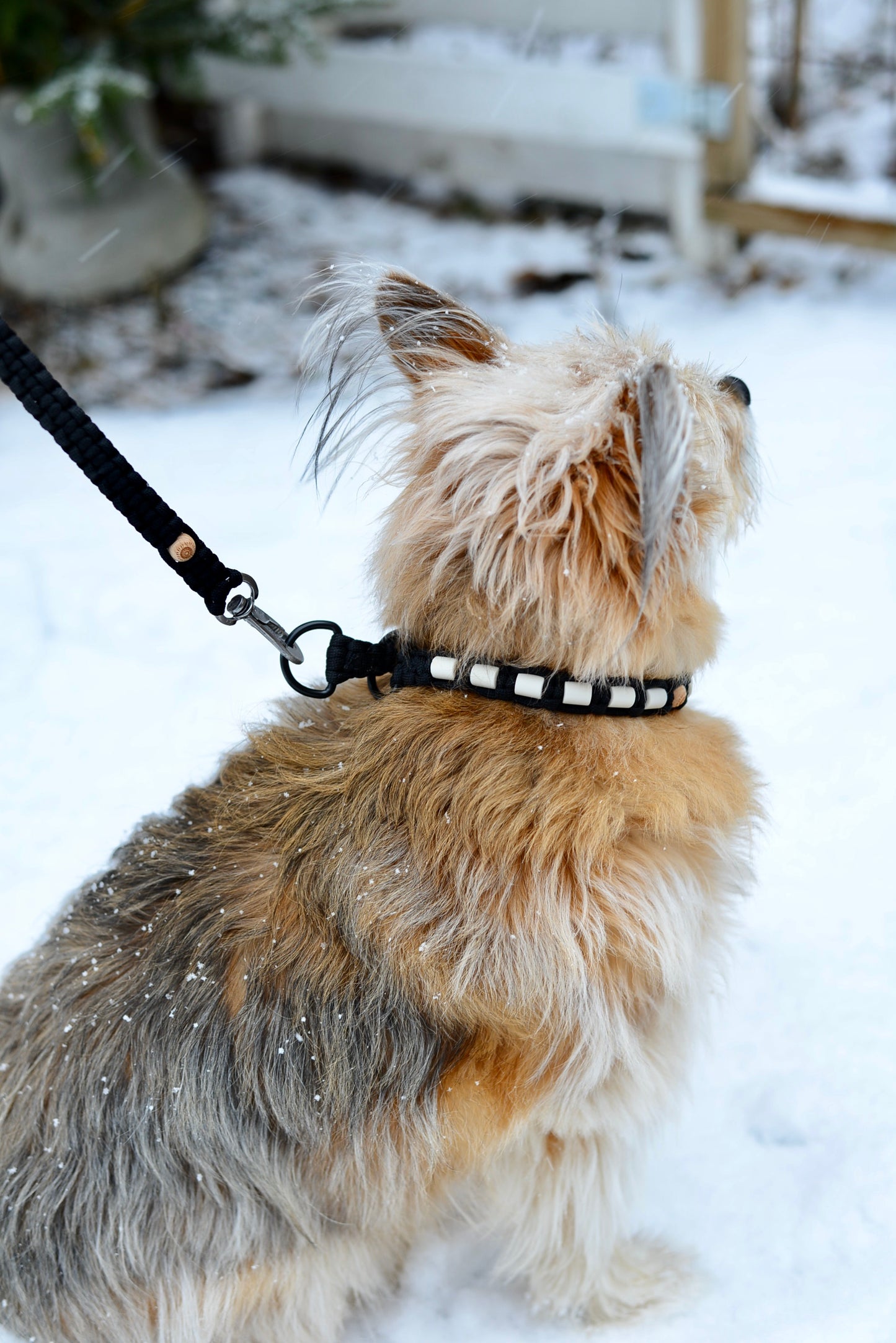 Djurhalsband med D-ring – Classic Black