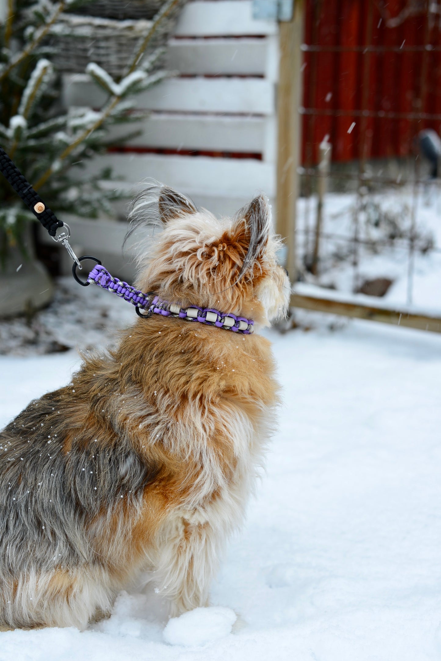 Djurhalsband med D-ring – Violet Pattern