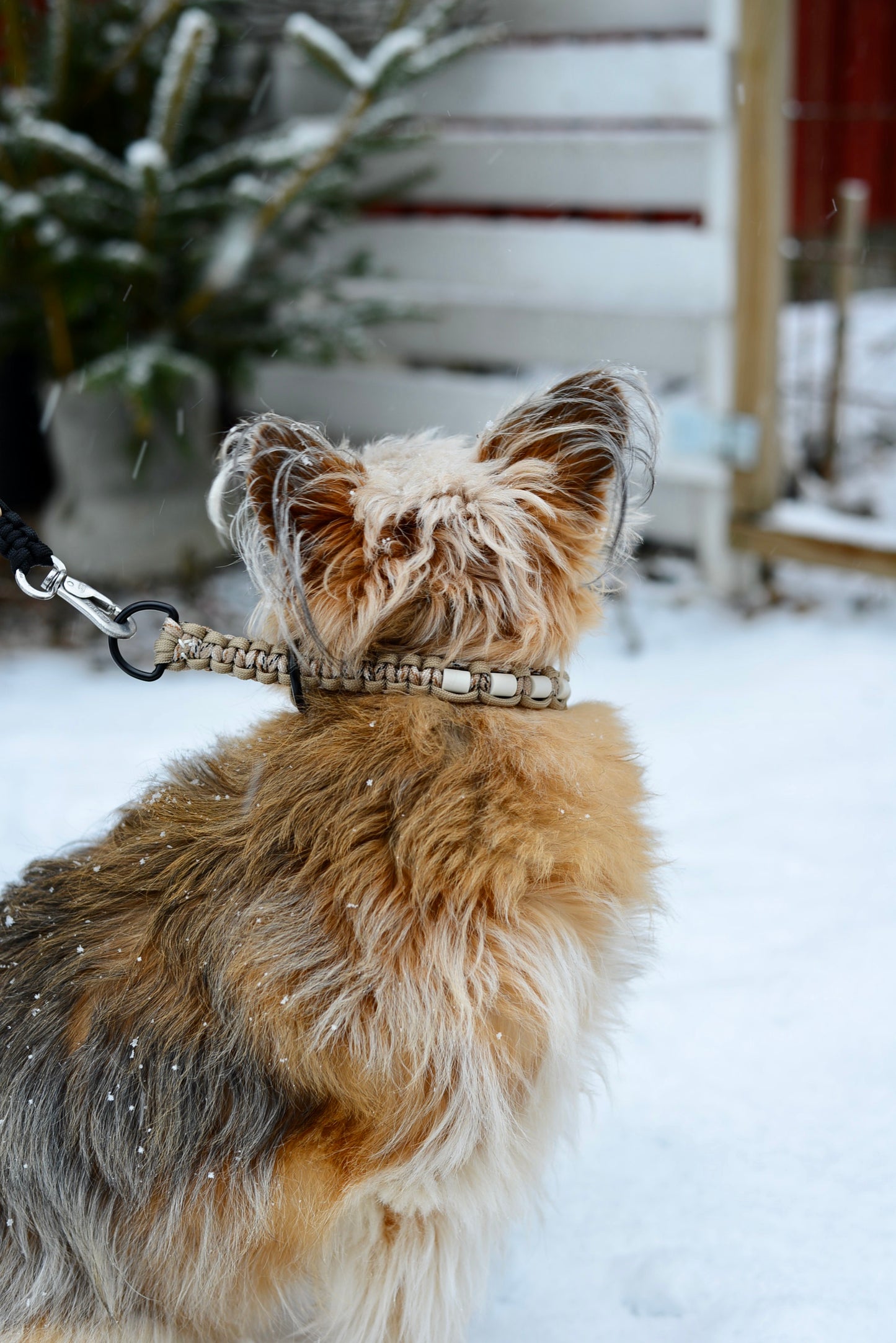 Djurhalsband med D-ring – Sand Camo