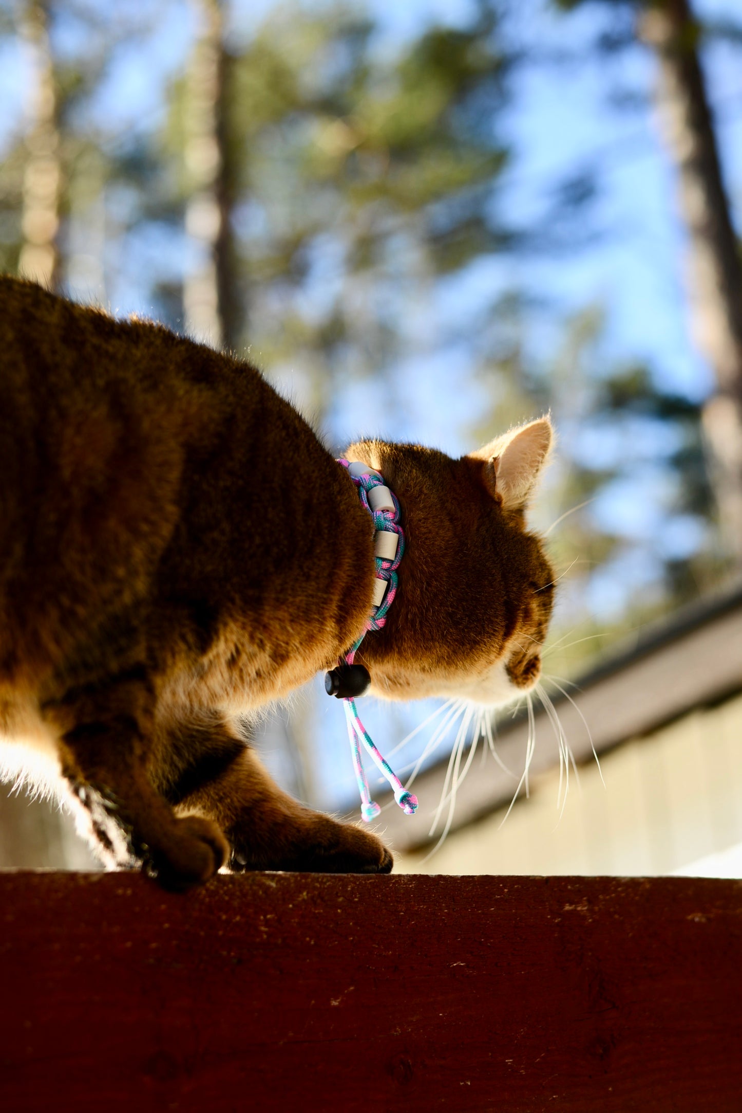 VÅRNYHET - ROSA/TURKOS